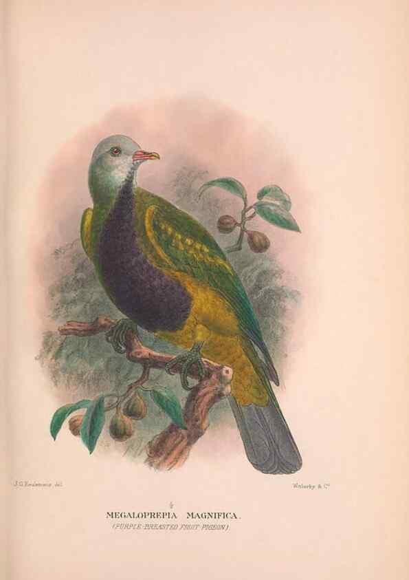 Reproducción/Reproduction 48683864168: The Birds of Australia. London :Witherby & Co.,1910-1927.. 