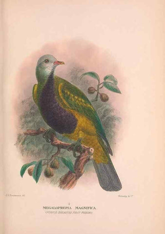Reproducción/Reproduction 48683864168: The Birds of Australia. London :Witherby & Co.,1910-1927.. 
