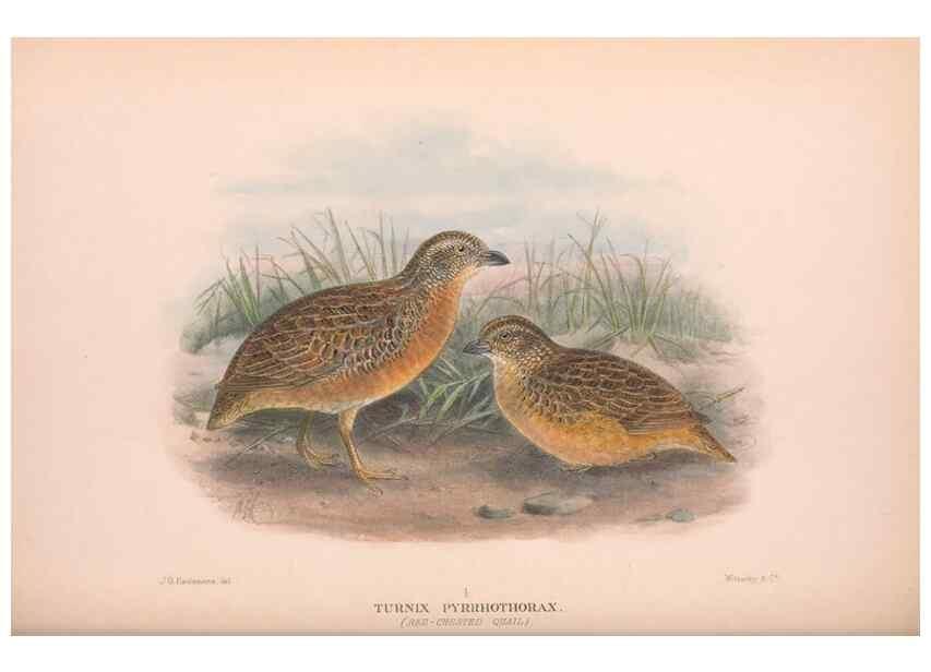 Reproducción/Reproduction 48684375632: The Birds of Australia. London :Witherby & Co.,1910-1927.. 