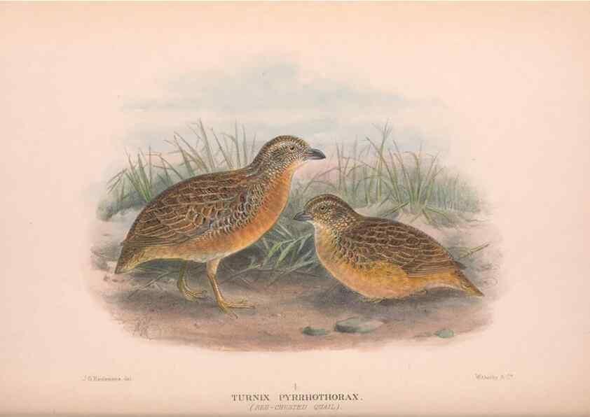 Reproducción/Reproduction 48684375632: The Birds of Australia. London :Witherby & Co.,1910-1927.. 