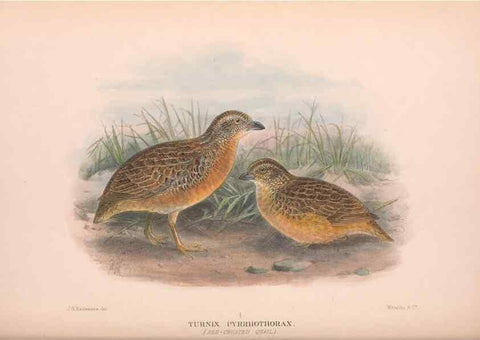 Reproducción/Reproduction 48684375632: The Birds of Australia. London :Witherby & Co.,1910-1927.. 