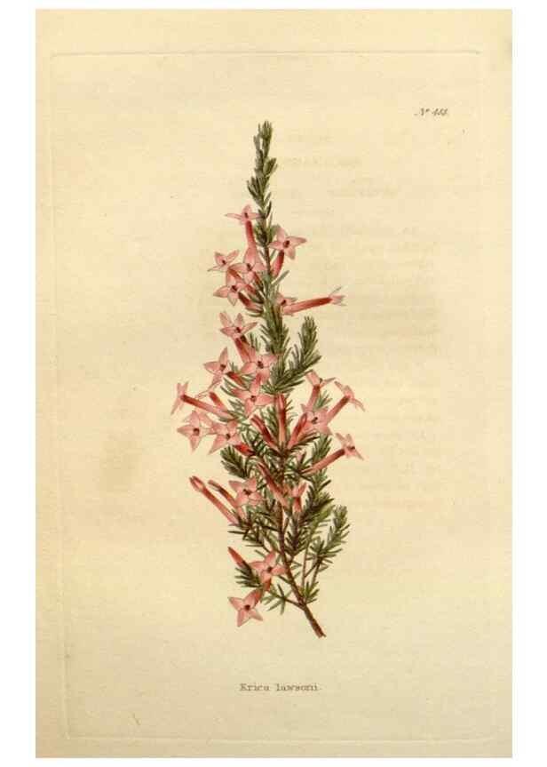 Reproducción/Reproduction 48637453006: The botanical cabinet. London :John & Arthur Arch ...,1817-1833.. 