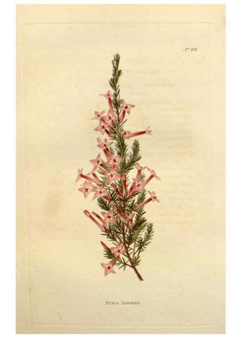 Reproducción/Reproduction 48637453006: The botanical cabinet. London :John & Arthur Arch ...,1817-1833.. 