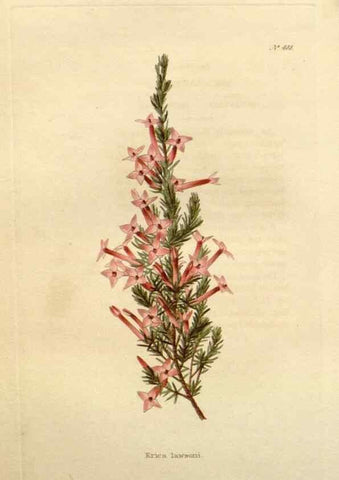 Reproducción/Reproduction 48637453006: The botanical cabinet. London :John & Arthur Arch ...,1817-1833.. 