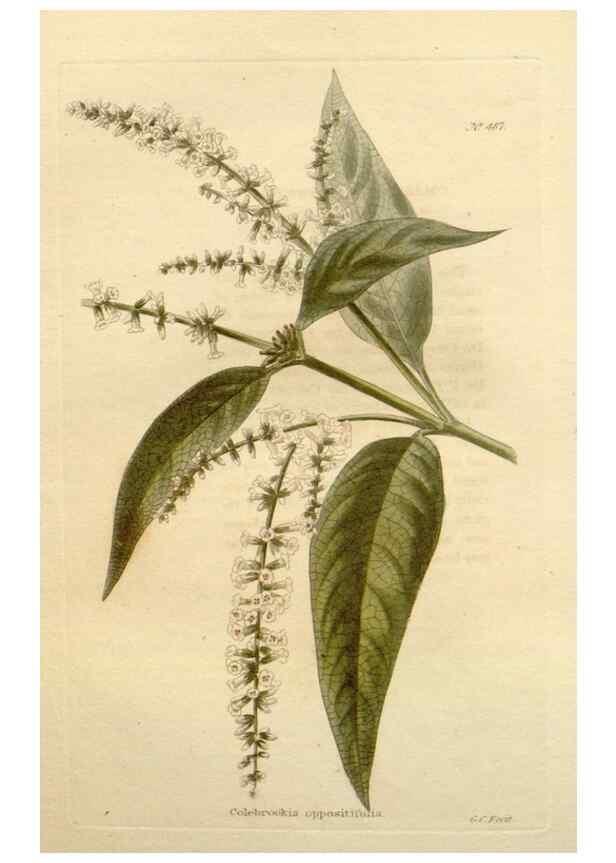 Reproducción/Reproduction 48637452661: The botanical cabinet. London :John & Arthur Arch ...,1817-1833.. 