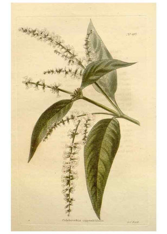 Reproducción/Reproduction 48637452661: The botanical cabinet. London :John & Arthur Arch ...,1817-1833.. 