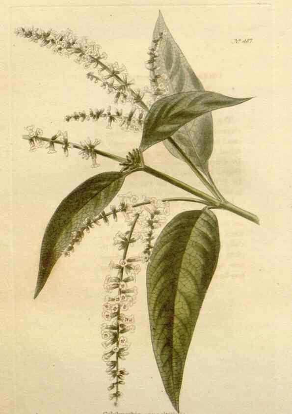 Reproducción/Reproduction 48637452661: The botanical cabinet. London :John & Arthur Arch ...,1817-1833.. 