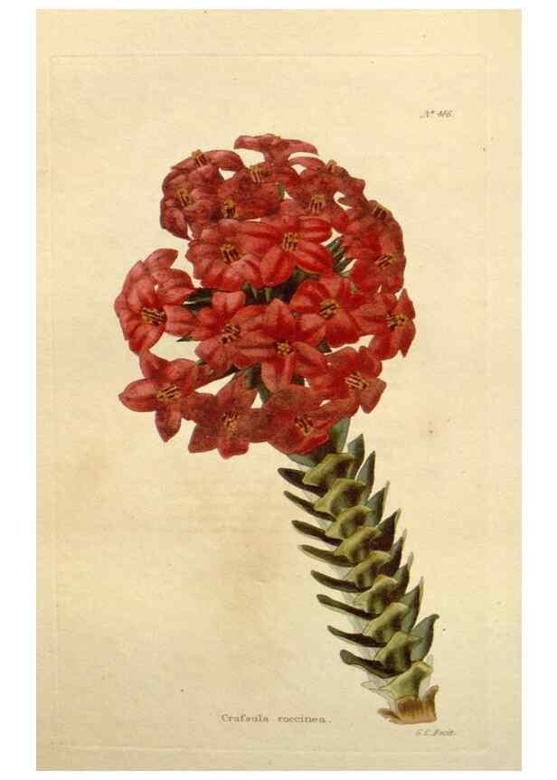 Reproducción/Reproduction 48637452321: The botanical cabinet. London :John & Arthur Arch ...,1817-1833.. 