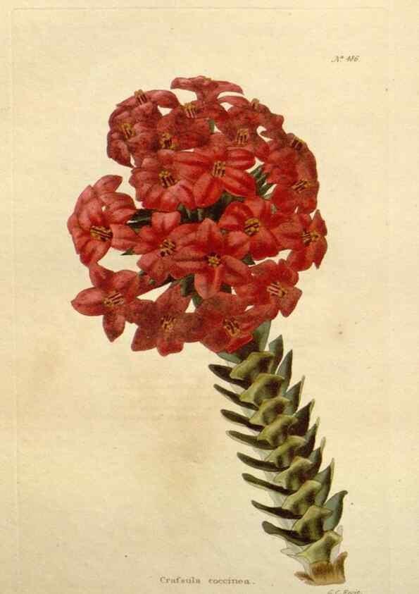 Reproducción/Reproduction 48637452321: The botanical cabinet. London :John & Arthur Arch ...,1817-1833.. 