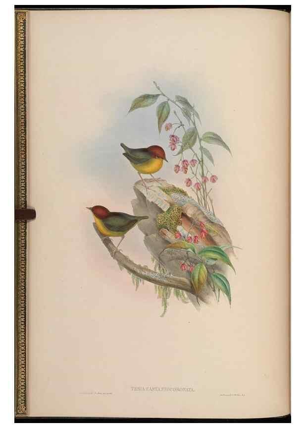 Reproducción/Reproduction 48630266881: Birds of Asia / by John Gould.. London :Printed by Taylor and Francis, pub. by the author,1850-1883.. 