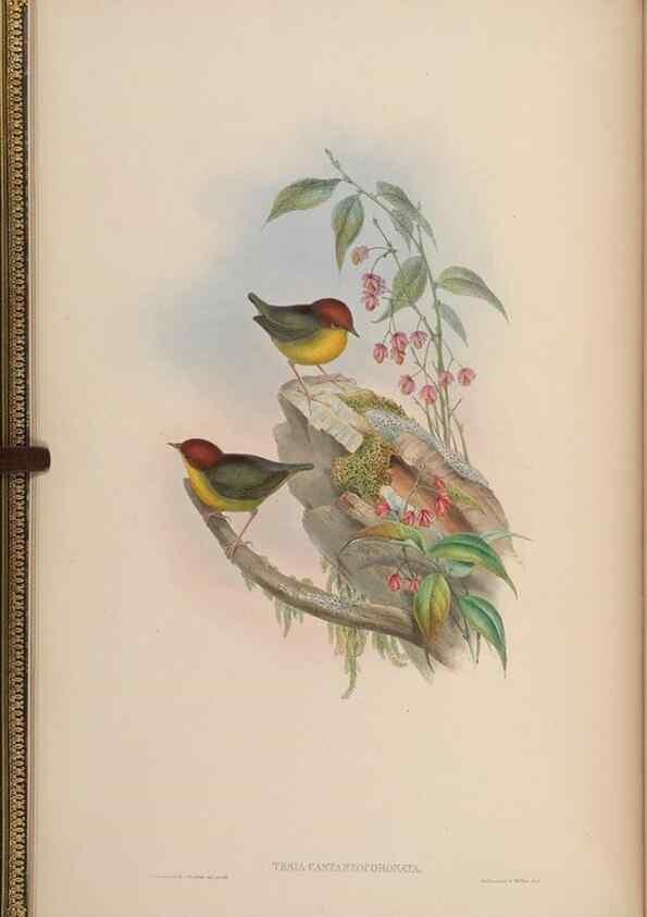 Reproducción/Reproduction 48630266881: Birds of Asia / by John Gould.. London :Printed by Taylor and Francis, pub. by the author,1850-1883.. 