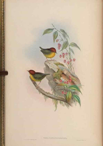 Reproducción/Reproduction 48630266881: Birds of Asia / by John Gould.. London :Printed by Taylor and Francis, pub. by the author,1850-1883.. 