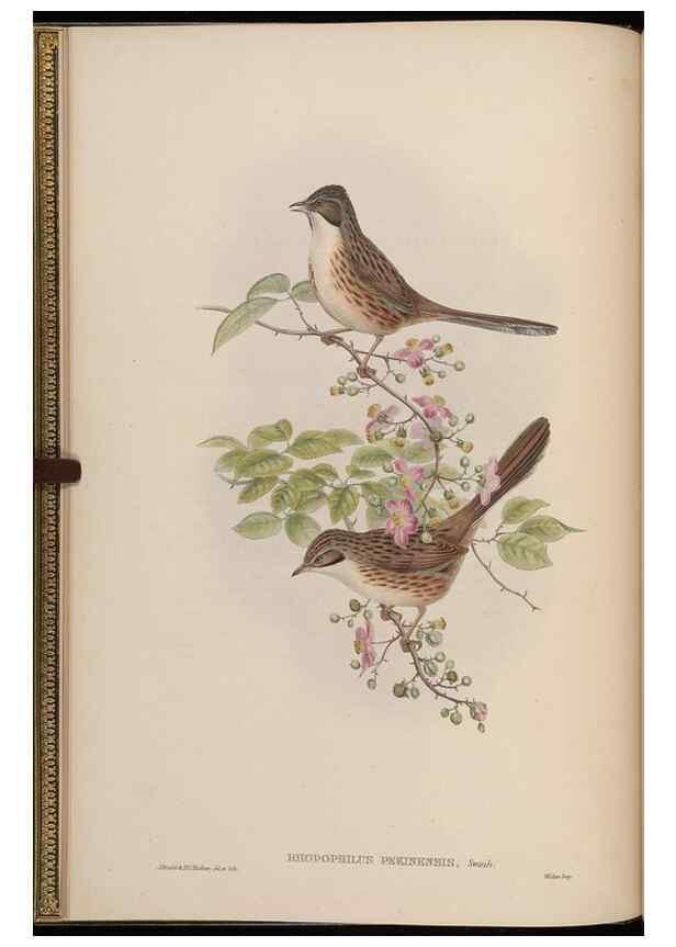 Reproducción/Reproduction 48630267181: Birds of Asia / by John Gould.. London :Printed by Taylor and Francis, pub. by the author,1850-1883.. 