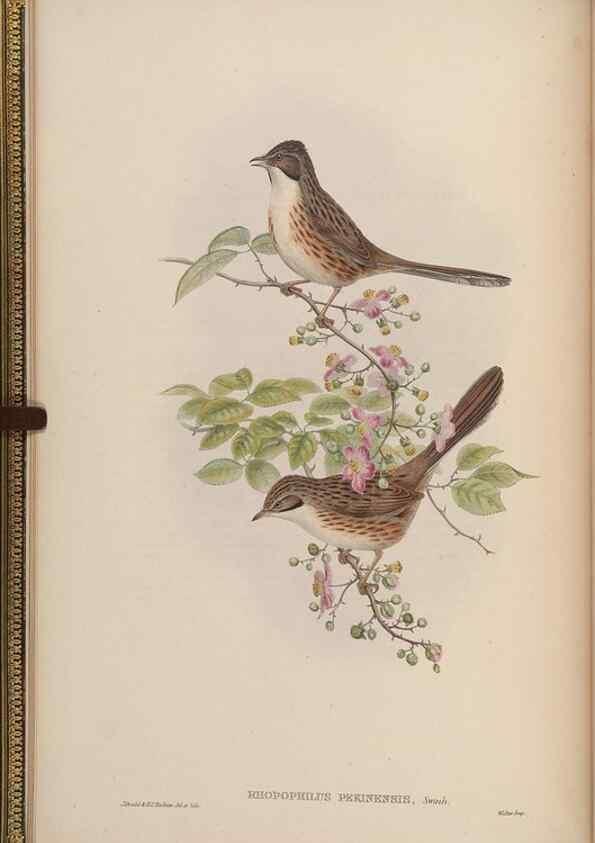 Reproducción/Reproduction 48630267181: Birds of Asia / by John Gould.. London :Printed by Taylor and Francis, pub. by the author,1850-1883.. 