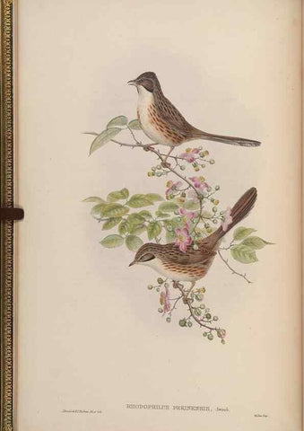 Reproducción/Reproduction 48630267181: Birds of Asia / by John Gould.. London :Printed by Taylor and Francis, pub. by the author,1850-1883.. 