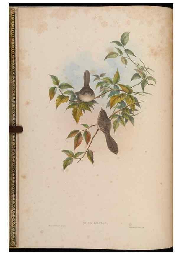 Reproducción/Reproduction 48629913658: Birds of Asia / by John Gould.. London :Printed by Taylor and Francis, pub. by the author,1850-1883.. 
