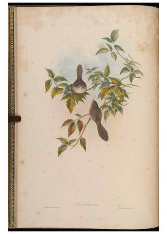 Reproducción/Reproduction 48629913658: Birds of Asia / by John Gould.. London :Printed by Taylor and Francis, pub. by the author,1850-1883.. 