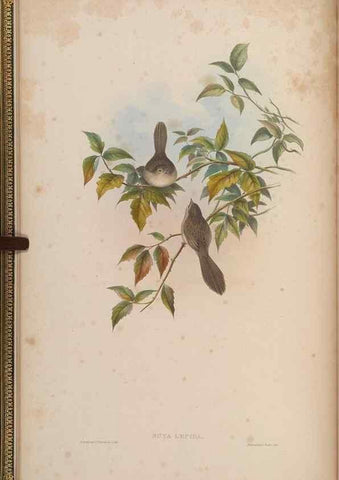Reproducción/Reproduction 48629913658: Birds of Asia / by John Gould.. London :Printed by Taylor and Francis, pub. by the author,1850-1883.. 