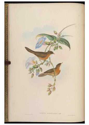 Reproducción/Reproduction 48629913923: Birds of Asia / by John Gould.. London :Printed by Taylor and Francis, pub. by the author,1850-1883.. 