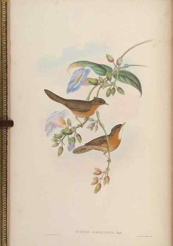 Reproducción/Reproduction 48629913923: Birds of Asia / by John Gould.. London :Printed by Taylor and Francis, pub. by the author,1850-1883.. 