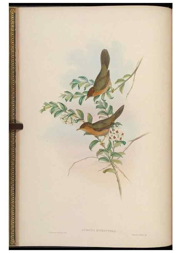 Reproducción/Reproduction 48630420477: Birds of Asia / by John Gould.. London :Printed by Taylor and Francis, pub. by the author,1850-1883.. 