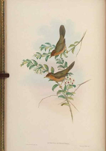 Reproducción/Reproduction 48630420477: Birds of Asia / by John Gould.. London :Printed by Taylor and Francis, pub. by the author,1850-1883.. 