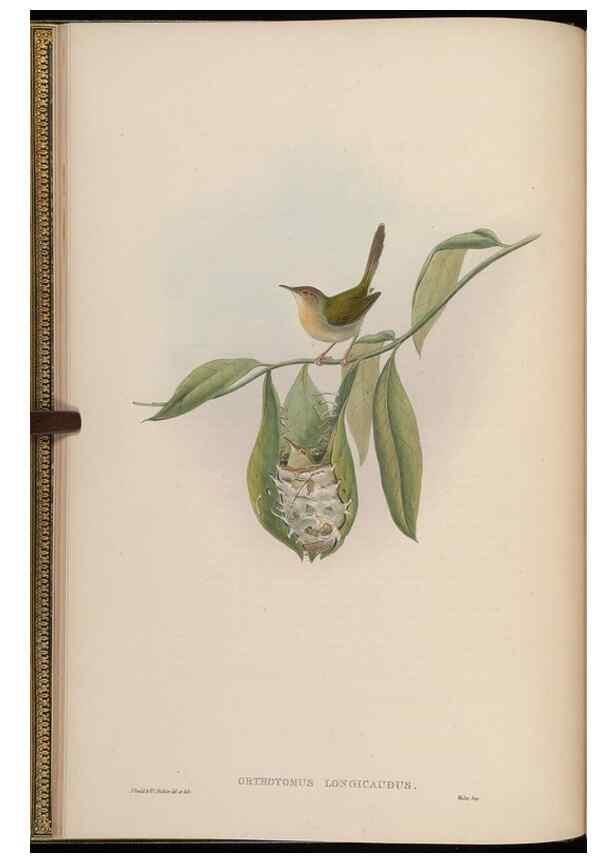 Reproducción/Reproduction 48630420842: Birds of Asia / by John Gould.. London :Printed by Taylor and Francis, pub. by the author,1850-1883.. 
