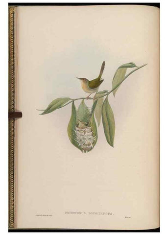 Reproducción/Reproduction 48630420842: Birds of Asia / by John Gould.. London :Printed by Taylor and Francis, pub. by the author,1850-1883.. 