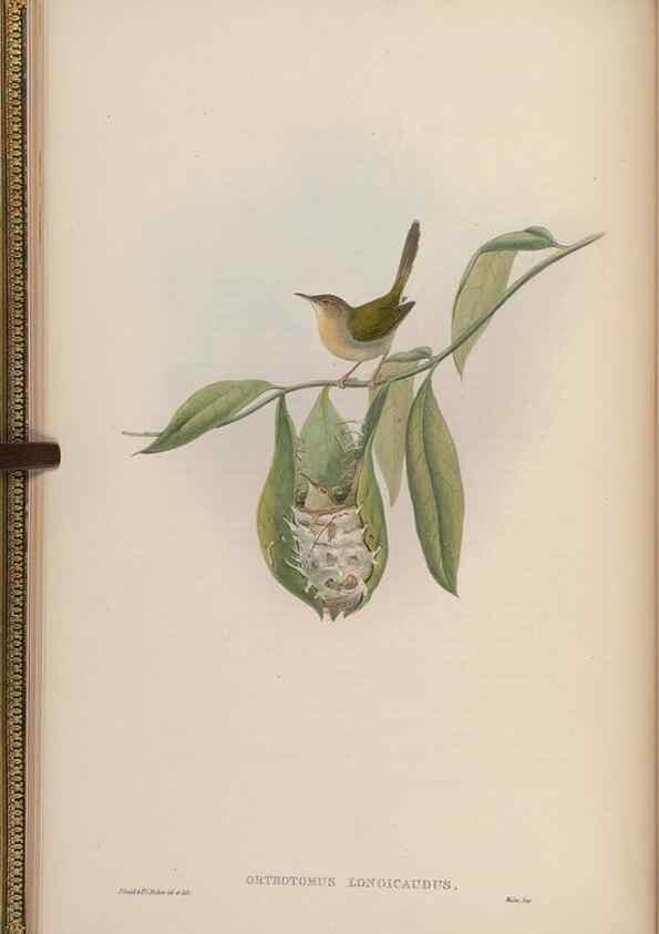 Reproducción/Reproduction 48630420842: Birds of Asia / by John Gould.. London :Printed by Taylor and Francis, pub. by the author,1850-1883.. 