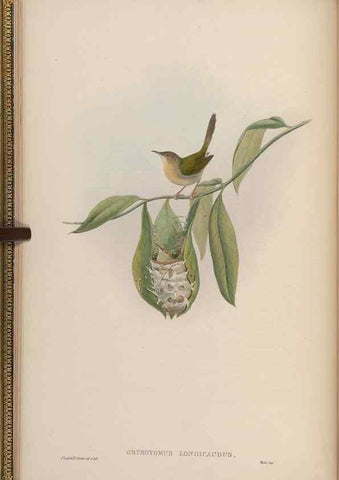Reproducción/Reproduction 48630420842: Birds of Asia / by John Gould.. London :Printed by Taylor and Francis, pub. by the author,1850-1883.. 