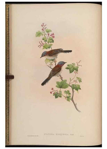 Reproducción/Reproduction 48629915138: Birds of Asia / by John Gould.. London :Printed by Taylor and Francis, pub. by the author,1850-1883.. 