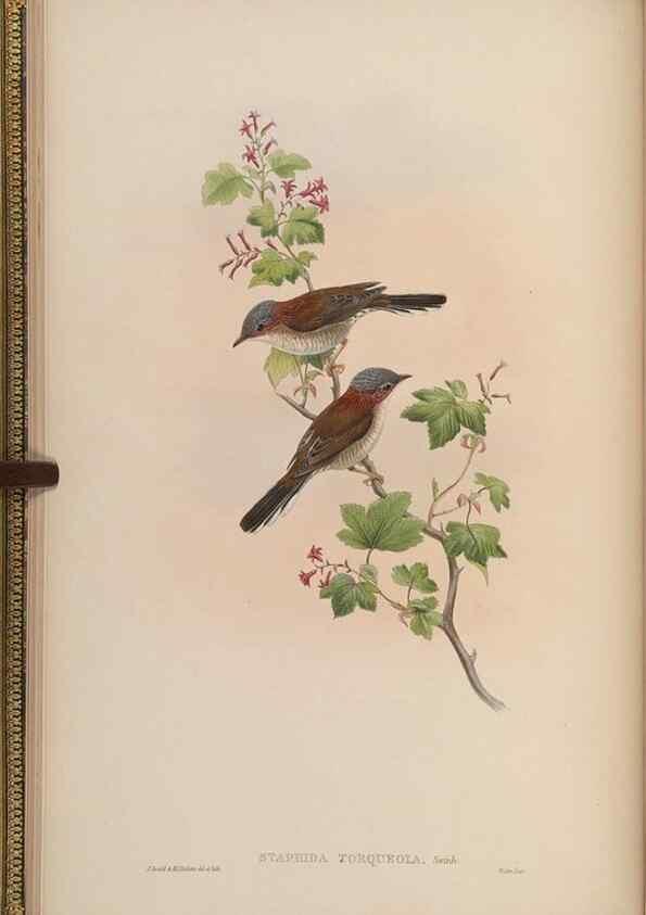 Reproducción/Reproduction 48629915138: Birds of Asia / by John Gould.. London :Printed by Taylor and Francis, pub. by the author,1850-1883.. 