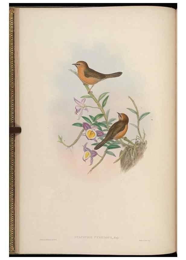 Reproducción/Reproduction 48629915583: Birds of Asia / by John Gould.. London :Printed by Taylor and Francis, pub. by the author,1850-1883.. 