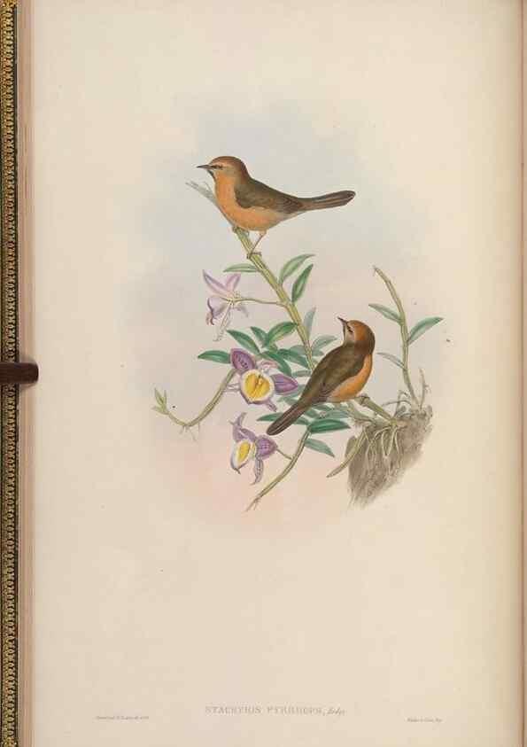 Reproducción/Reproduction 48629915583: Birds of Asia / by John Gould.. London :Printed by Taylor and Francis, pub. by the author,1850-1883.. 