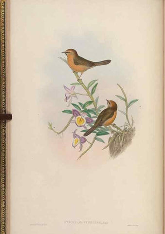 Reproducción/Reproduction 48629915583: Birds of Asia / by John Gould.. London :Printed by Taylor and Francis, pub. by the author,1850-1883.. 