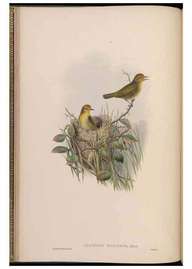 Reproducción/Reproduction 48630421937: Birds of Asia / by John Gould.. London :Printed by Taylor and Francis, pub. by the author,1850-1883.. 