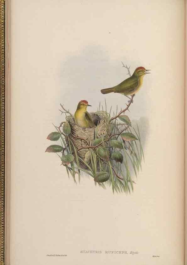 Reproducción/Reproduction 48630421937: Birds of Asia / by John Gould.. London :Printed by Taylor and Francis, pub. by the author,1850-1883.. 
