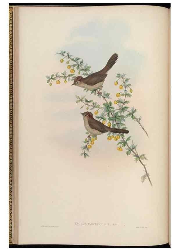 Reproducción/Reproduction 48630269811: Birds of Asia / by John Gould.. London :Printed by Taylor and Francis, pub. by the author,1850-1883.. 