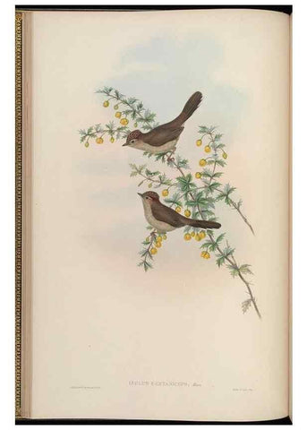Reproducción/Reproduction 48630269811: Birds of Asia / by John Gould.. London :Printed by Taylor and Francis, pub. by the author,1850-1883.. 