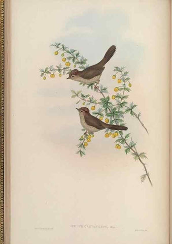 Reproducción/Reproduction 48630269811: Birds of Asia / by John Gould.. London :Printed by Taylor and Francis, pub. by the author,1850-1883.. 