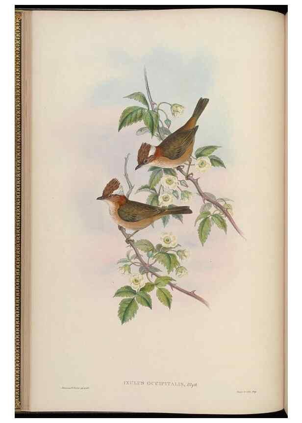 Reproducción/Reproduction 48630422547: Birds of Asia / by John Gould.. London :Printed by Taylor and Francis, pub. by the author,1850-1883.. 