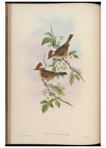 Reproducción/Reproduction 48630422547: Birds of Asia / by John Gould.. London :Printed by Taylor and Francis, pub. by the author,1850-1883.. 