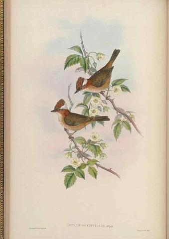 Reproducción/Reproduction 48630422547: Birds of Asia / by John Gould.. London :Printed by Taylor and Francis, pub. by the author,1850-1883.. 