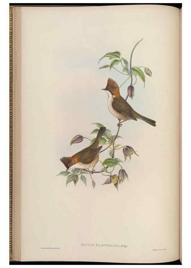 Reproducción/Reproduction 48630270481: Birds of Asia / by John Gould.. London :Printed by Taylor and Francis, pub. by the author,1850-1883.. 