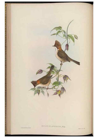 Reproducción/Reproduction 48630270481: Birds of Asia / by John Gould.. London :Printed by Taylor and Francis, pub. by the author,1850-1883.. 