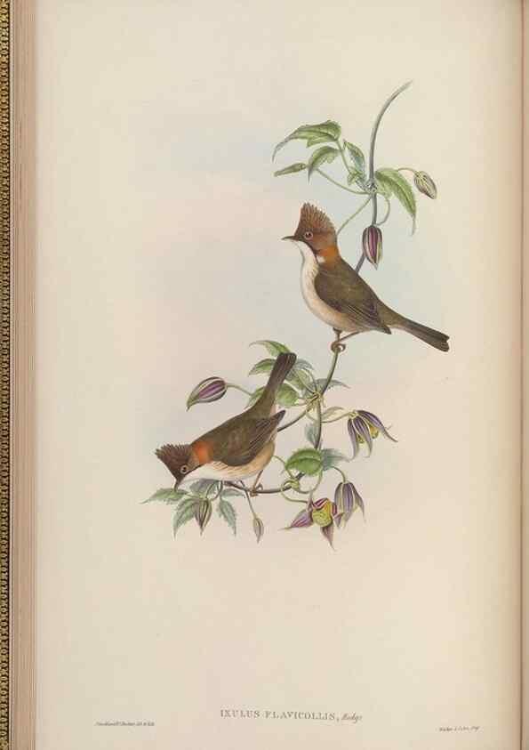 Reproducción/Reproduction 48630270481: Birds of Asia / by John Gould.. London :Printed by Taylor and Francis, pub. by the author,1850-1883.. 