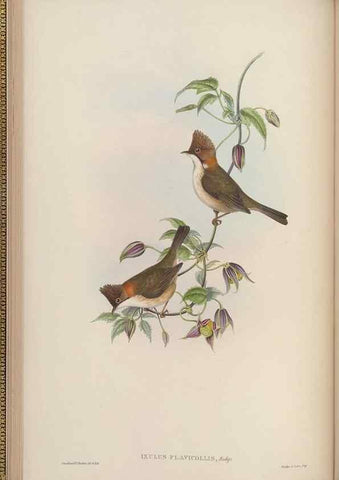 Reproducción/Reproduction 48630270481: Birds of Asia / by John Gould.. London :Printed by Taylor and Francis, pub. by the author,1850-1883.. 