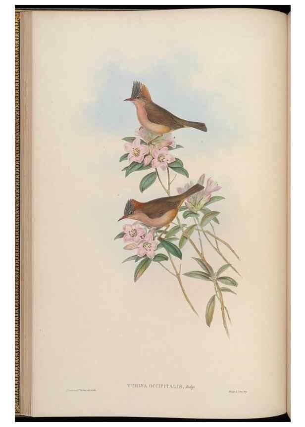 Reproducción/Reproduction 48630270686: Birds of Asia / by John Gould.. London :Printed by Taylor and Francis, pub. by the author,1850-1883.. 