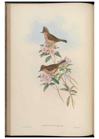 Reproducción/Reproduction 48630270686: Birds of Asia / by John Gould.. London :Printed by Taylor and Francis, pub. by the author,1850-1883.. 