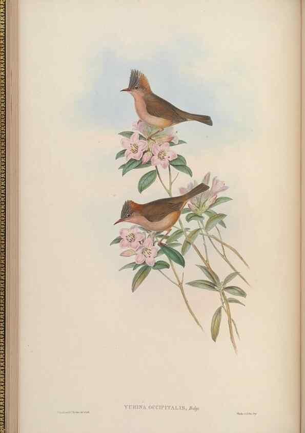 Reproducción/Reproduction 48630270686: Birds of Asia / by John Gould.. London :Printed by Taylor and Francis, pub. by the author,1850-1883.. 